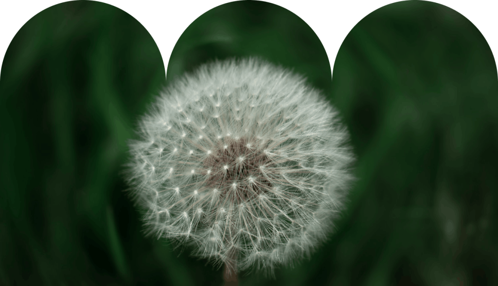 Close-up of a dandelion flower with white fluff against a green background.